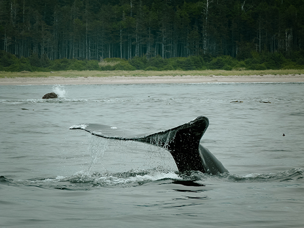 Canada  Tofino  vancouver island  British Columbia  pacific rim  surf  sea  Waves  people   bear  Seal   whales