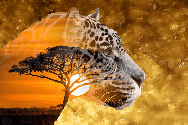 Leopard | Africa