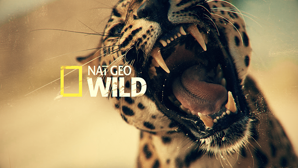 NAT GEO WILD Big Cat Week // Promo Package
