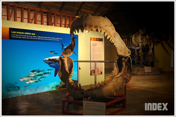 museum  museography  exhibition  paleontology natural science dinosaurs design mexico vienna non profit