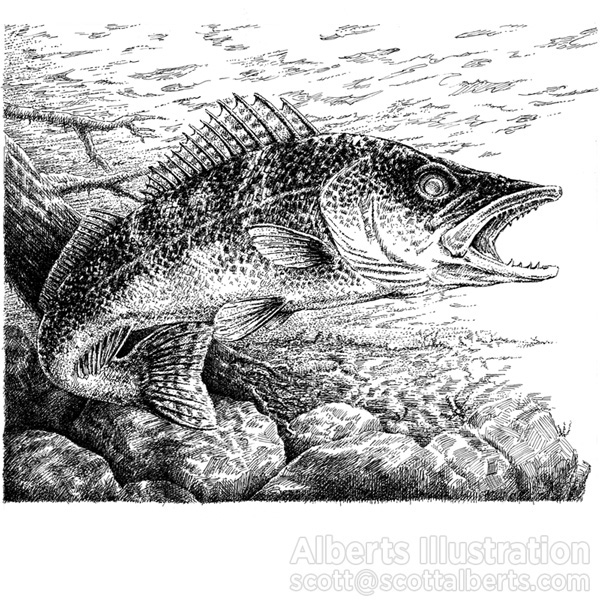 pen and ink wildlife Realism Nature stipple black and white animals crosshatching