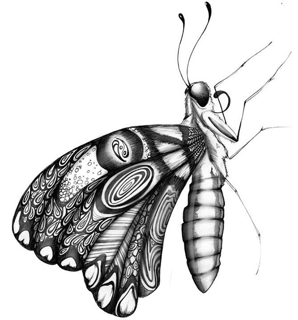 Insects Fly moth hornet cacoon pen and ink black and white amy sprague bugs animals Whimsicle