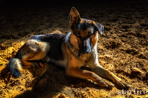 starfire photography german shepherd dogs Landscape Nature portrait friend