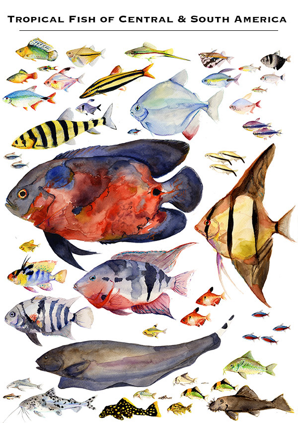 tropical fish aquatic life scientific illustration