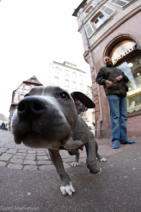 dog dogs Pet city colmar france Street
