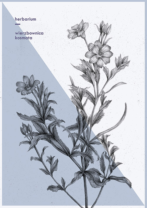 Flowers posters Herbarium Nature polish