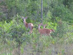 Hunting mule deer rock mountains