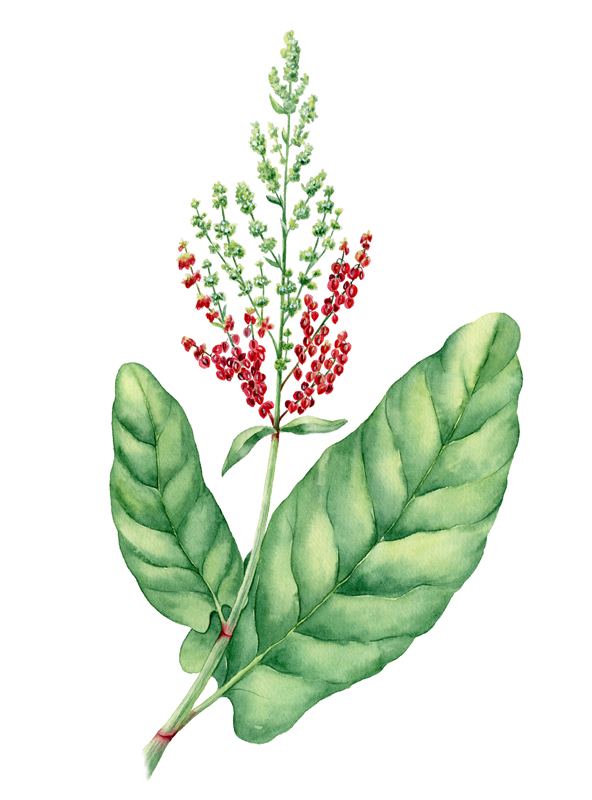watercolor botanical watercolor botanical illustration Herb grass herbage painting   weed wormwood sorrel