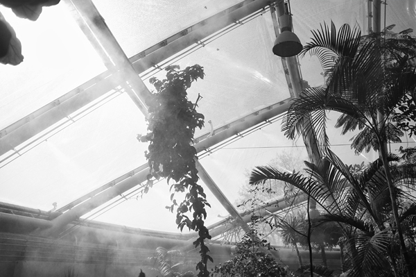 Cocoon botanical garden nordic denmark aarhus alien Nature trees green house korab schulman