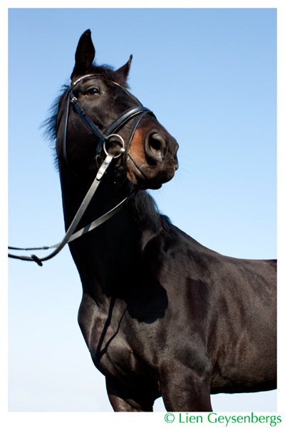 Horsephotograhy  Horses