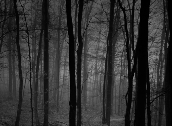 darkness  fog  trees