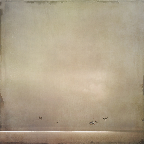 seascape seagulls misty Moody textured photographs