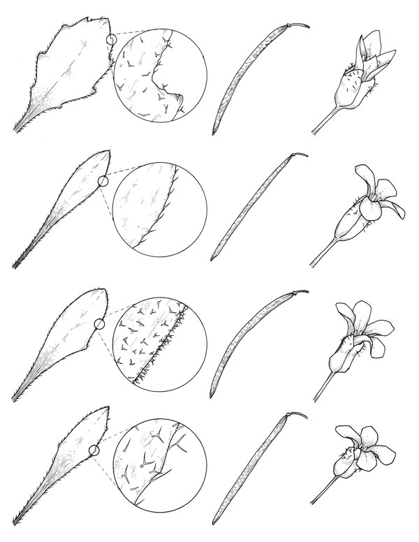 boechera scientific pen ink botanical Plant