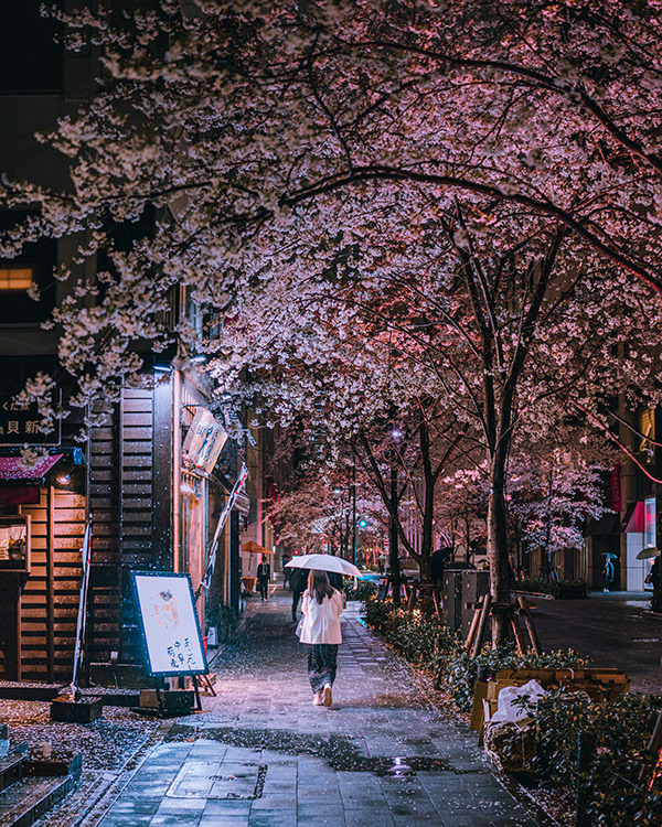 Tokyo in the Rain : Spring scene