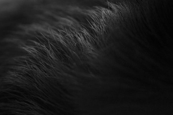 Canon Nature b/w blanco y negro animals dog