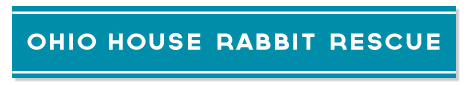 rabbit bunny rabbit rescue care campaign non-profit care house ohio rescue icons video ads flyer personality OHRR