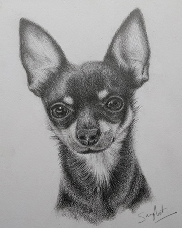 pencil Drawing  ILLUSTRATION  sketch graphite paper portraits pets animals