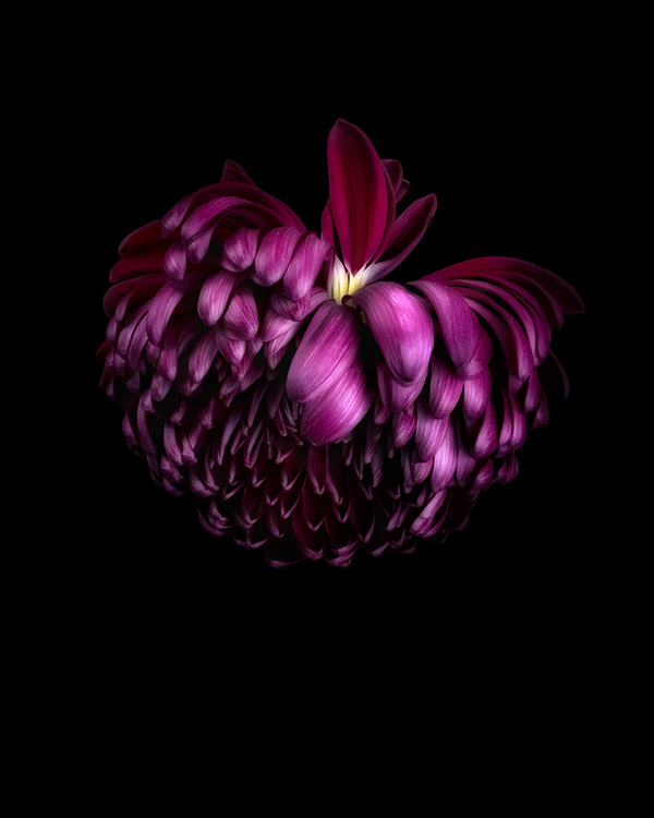 Purple Chrysanthemum **