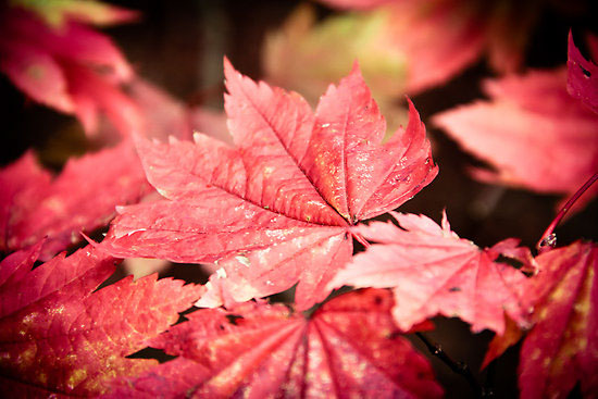 autumn  colour  nature  Season  beauty  tree  leaf   maple  acer  westonbirt arboretum  rickyshitpants