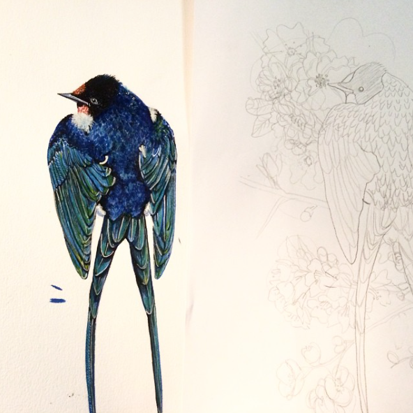 birds watercolour ink scientific  illustration