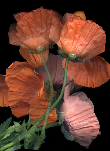 Adobe Portfolio Flowers