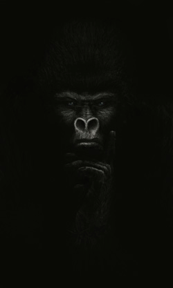 gorilla gorila gergely gizella logartis dark black wild animal animals sad Thinking eyes Blue Eyes grey eyes Fur black fur