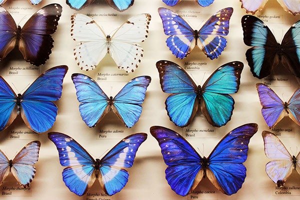 butterfly butterflies museum natural  history