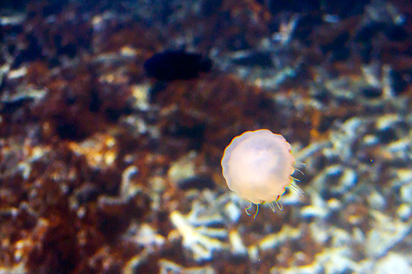 underwater sea Ocean marine malaysia Island Redang fish jelly fish Crown fish 