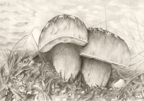 fish ostrich mushroom back and white Nature pencil white flower handrawing handdrawing