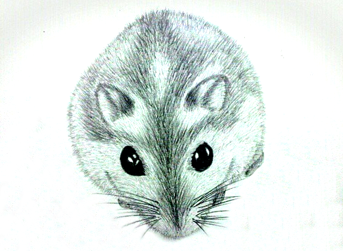eyes eyestudy wolf hamster pencil sketch