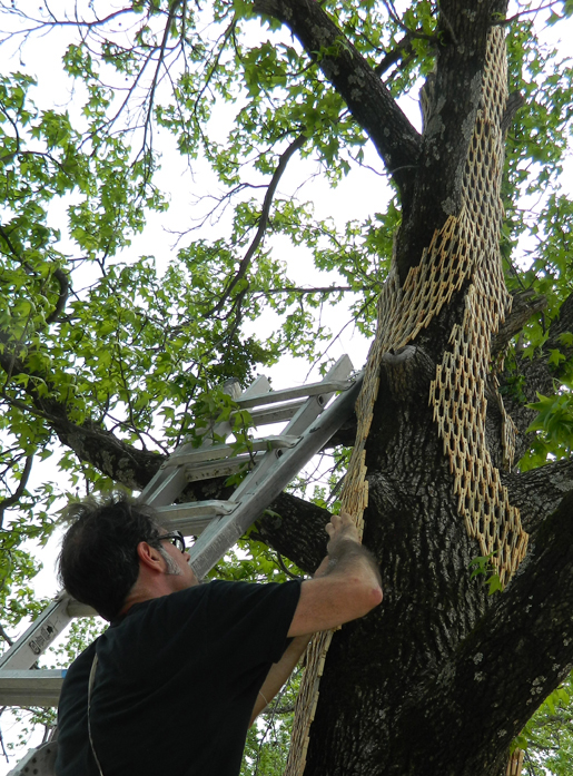 Gerry Stecca stecca ram Fort Smith Arkansas Tree  clothespins art SCAD UCSD installation museum design Sustainable outdoors