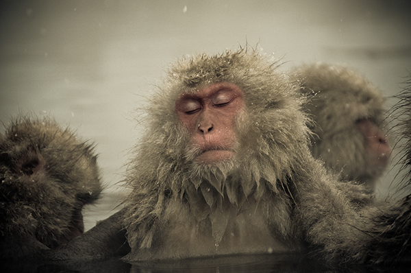 Snow Monkeys Nagano Ron Gessel japan japanese macaque