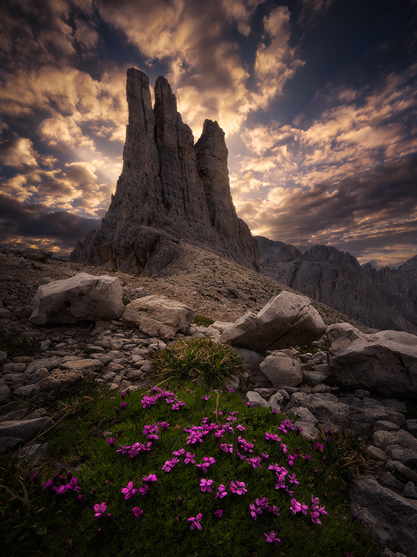 Flowers of the Alps