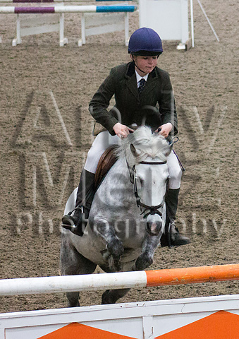 topthorn Arena Showjumping Show horse