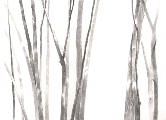 forest trees graphite pencil drawing pencil leafage Stems branches foliage