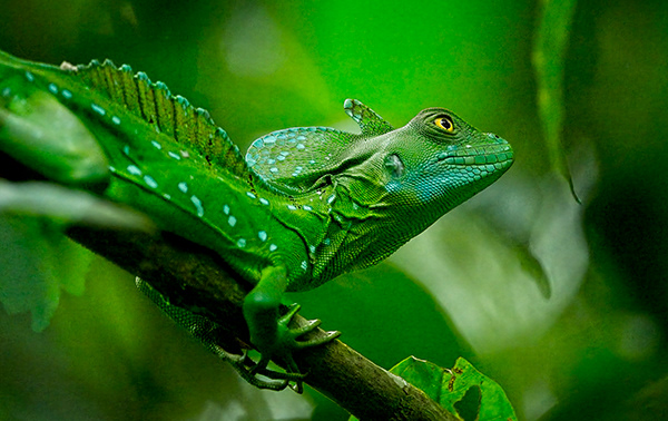Wildlife of Costa Rica - 1