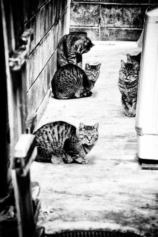 Cat cats mysterious mystery Street monotone photo photographer cool rock contemporary snap animal