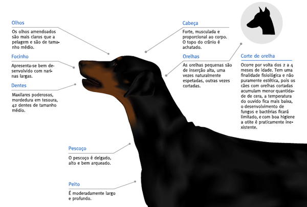 doberman Infografy infografia dog dog ilustration dog drawing ilustrations black dog