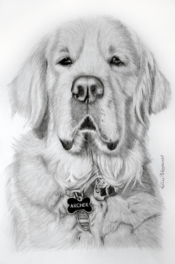 animal portraits Realism Realistic drawing Pet portraits pencil drawings