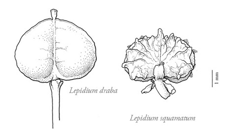 scientific illustration botanical illustration Scientific Botanical illustration Pen&Ink Nature natural history nature illustration Black&white Scientific Art botanical art botanical drawing