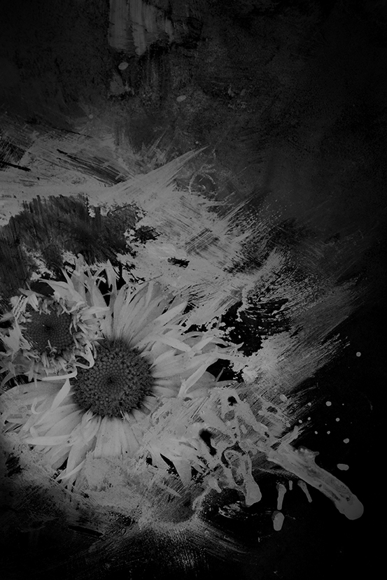 foto arte flor blanco y negro b&w