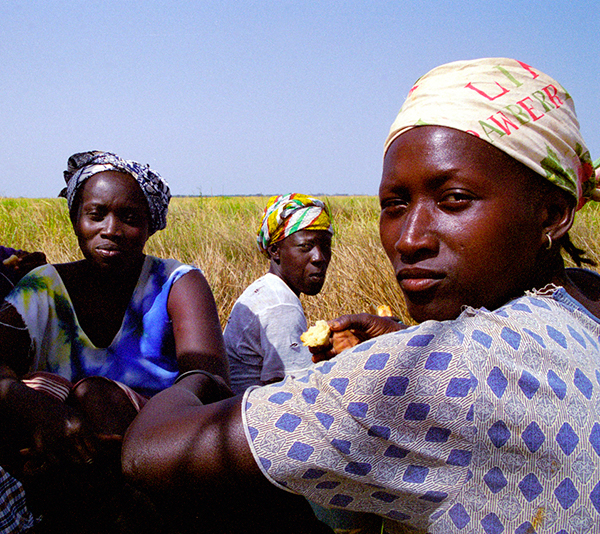 africa Casamance djola rise harvest woman microcredit senegal emilio navarino ASDI navarino
