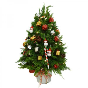 Image may contain: christmas tree, tree and christmas