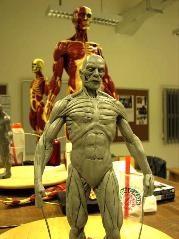 human anatomy musculature