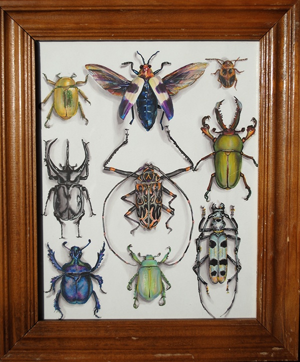 Insects science scientific illustration art markers installation specimen illustration specimens