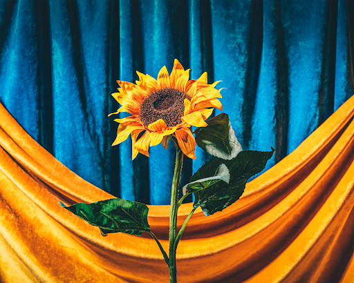Sunflower and colours of the Ukrainian flag