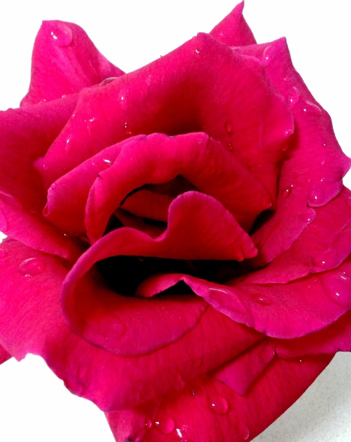 Fotografia naturaleza Flores rosa