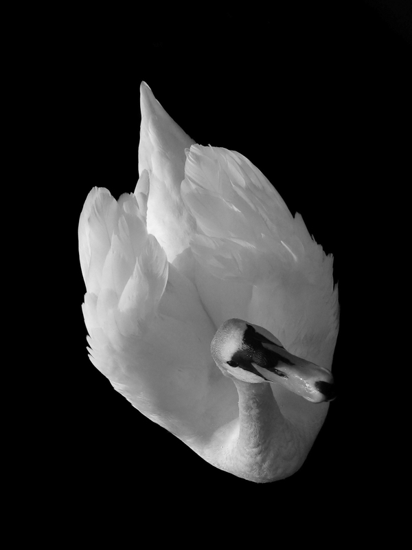 black White swan swans birds river light feather