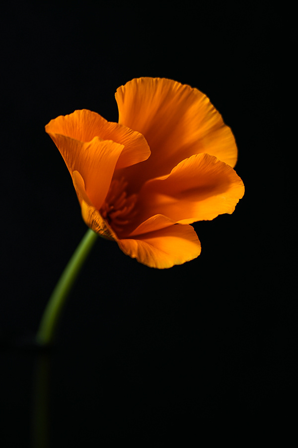 POPPY PLAYTIME Projetos Fotos, vídeos, logotipos, ilustrações e identidade visual no Behance