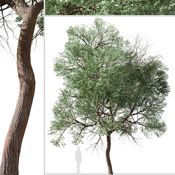 Set of Eucalyptus globoidea Tree (White stringybark)